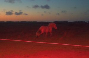 اسب در تاریکی نمادی از خرافات