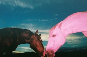 اسب سیاه نمادی از خرافات